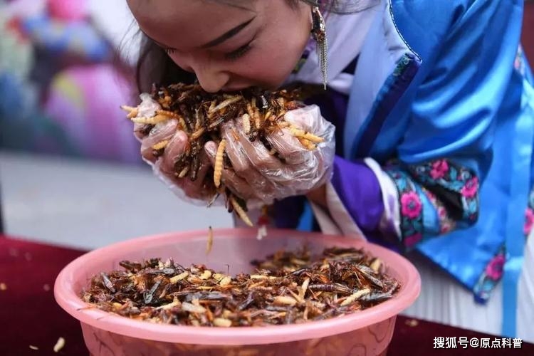 中国黑暗料理盘点_黑暗料理排行榜前十名网红,_云南昆虫宴特色菜